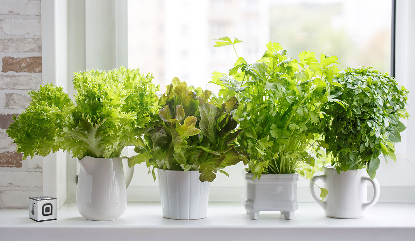 Plants